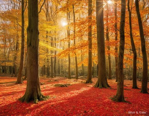 The russet forest