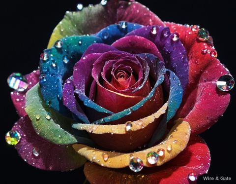 The shimmering rose